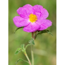 Nasiona Czystek kreteński szt.3 PWxx62