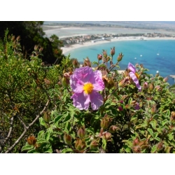 Nasiona Czystek kreteński szt.3 PWxx62