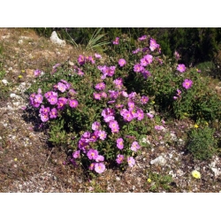 Nasiona Czystek kreteński szt.3 PWxx62