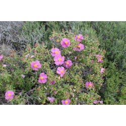 Nasiona Czystek kreteński szt.3 PWxx62