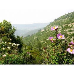 Nasiona Czystek kreteński szt.3 PWxx62