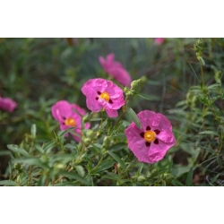 Nasiona Czystek różowy szt.3 PWxx61