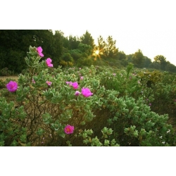 Nasiona Czystek różowy szt.3 PWxx61