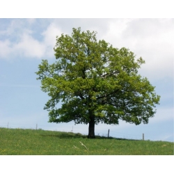 Nasiona Dąb szypułkowy Quercus robur szt.3 PWxx173