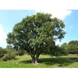 Nasiona Dąb szypułkowy Quercus robur szt.3 PWxx173