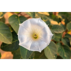 Nasiona Bieluń datura biała szt.3 PWxx51