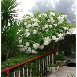 Nasiona Bieluń datura biała szt.3 PWxx51