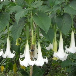 Nasiona Bieluń datura brazylijska biała szt.3 PWxx38
