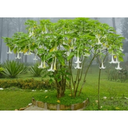 Nasiona Bieluń datura brazylijska biała szt.3 PWxx38