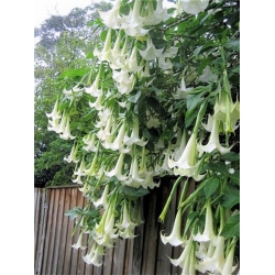 Nasiona Bieluń datura brazylijska biała szt.3 PWxx38