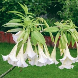 Nasiona Bieluń datura brazylijska biała szt.3 PWxx38