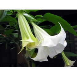 Nasiona Bieluń datura brazylijska biała szt.3 PWxx38