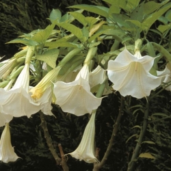 Nasiona Bieluń datura brazylijska biała szt.3 PWxx38