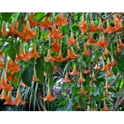 Nasiona Bieluń datura pomarańczowa szt.3 PWxx39