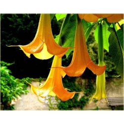 Nasiona Bieluń datura pomarańczowa szt.3 PWxx39