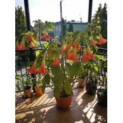 Nasiona Bieluń datura pomarańczowa szt.3 PWxx39