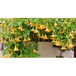 Nasiona Bieluń datura pomarańczowa szt.3 PWxx39