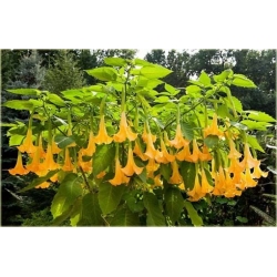 Nasiona Bieluń datura pomarańczowa szt.3 PWxx39