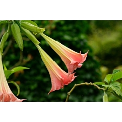 Nasiona Bieluń datura różowa szt.3 PWxx36