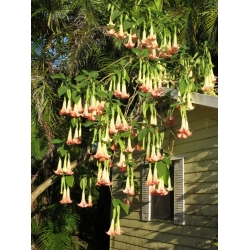 Nasiona Bieluń datura różowa szt.3 PWxx36