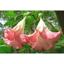 Nasiona Bieluń datura versicolor szt.3 PWxx41