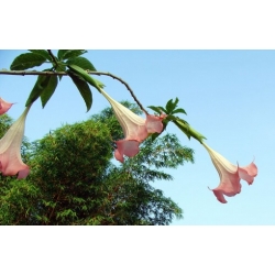 Nasiona Bieluń datura versicolor szt.3 PWxx41