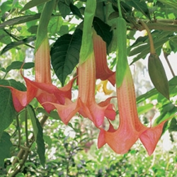 Nasiona Bieluń datura versicolor szt.3 PWxx41