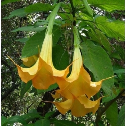 Nasiona Bieluń datura żółta szt.3 PWxx40