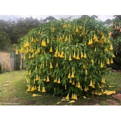 Nasiona Bieluń datura żółta szt.3 PWxx40