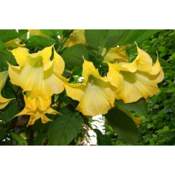 Nasiona Bieluń datura żółta szt.3 PWxx40