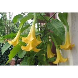 Nasiona Bieluń datura żółta szt.3 PWxx40