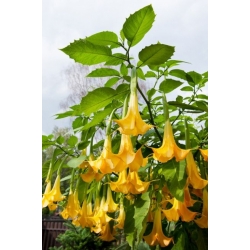 Nasiona Bieluń datura żółta szt.3 PWxx40