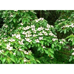 Nasiona Dereń głowiasty szt.3 PWxx70