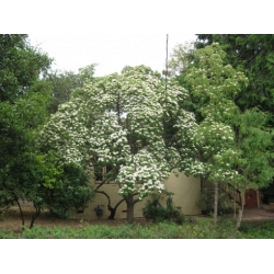 Nasiona Dereń głowiasty szt.3 PWxx70