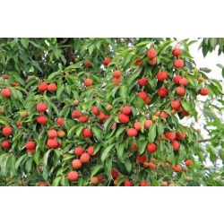 Nasiona Dereń głowiasty szt.3 PWxx70