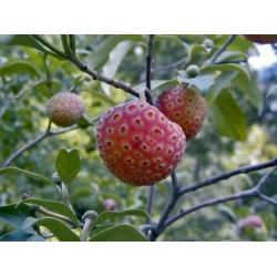 Nasiona Dereń głowiasty szt.3 PWxx70