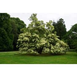 Nasiona Dereń głowiasty szt.3 PWxx70