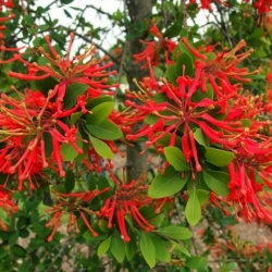 Nasiona Drzewo płomienia Embothrium coccineum szt.3 PWxx49