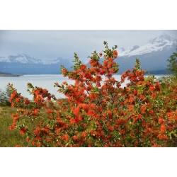 Nasiona Drzewo płomienia Embothrium coccineum szt.3 PWxx49