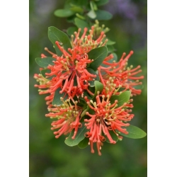 Nasiona Drzewo płomienia Embothrium coccineum szt.3 PWxx49