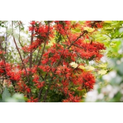 Nasiona Drzewo płomienia Embothrium coccineum szt.3 PWxx49