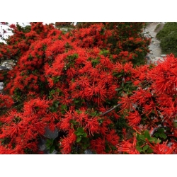 Nasiona Drzewo płomienia Embothrium coccineum szt.3 PWxx49