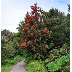Nasiona Drzewo płomienia Embothrium coccineum szt.3 PWxx49