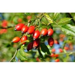 Nasiona Dzika róża rosa canina szt.3 PWxx179