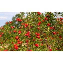 Nasiona Dzika róża rosa canina szt.3 PWxx179