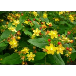 Nasiona Dziurawiec barwierski Hypericum szt.3 PWxx119