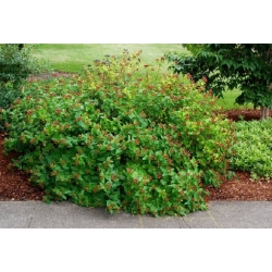 Nasiona Dziurawiec barwierski Hypericum szt.3 PWxx119