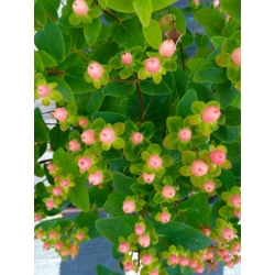 Nasiona Dziurawiec barwierski Hypericum szt.3 PWxx119