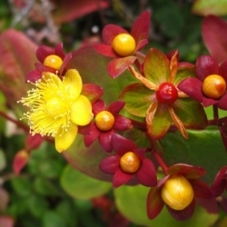 Nasiona Dziurawiec barwierski Hypericum szt.3 PWxx119