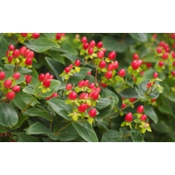 Nasiona Dziurawiec barwierski Hypericum szt.3 PWxx119